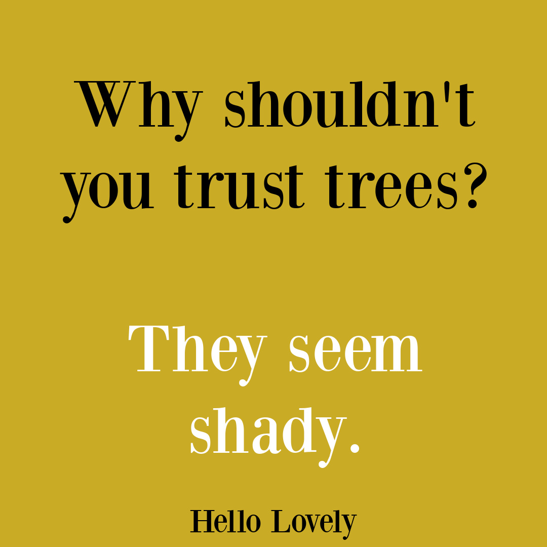 Funny dad humor joke about trees on Hello Lovely Studio. #dadhumor #treequote